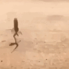 Animated Dancing Lizard GIF Sticker