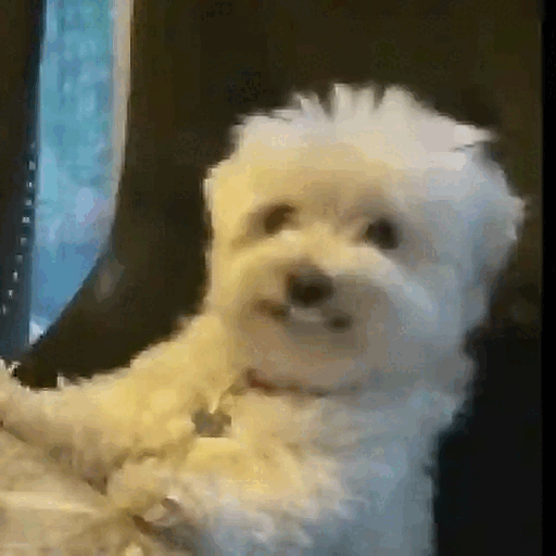 Animated Surprised Fluffy Dog GIF Sticker