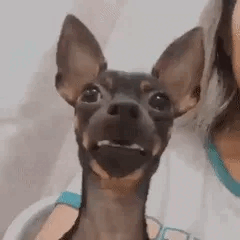 Animated Funny Dog Expression GIF Sticker