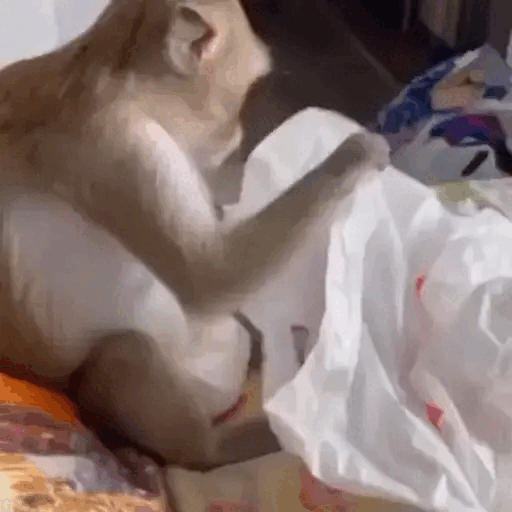 Animated Monkey Unwrapping Surprise GIF Sticker