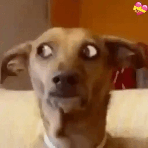 Animated Confused Dog Meme GIF Sticker