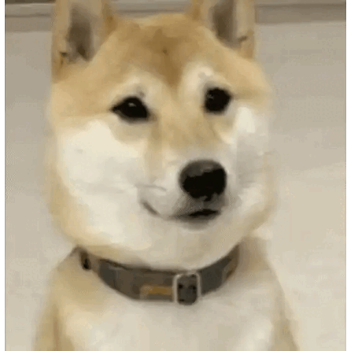 Animated Smiling Shiba Inu_1 GIF Sticker