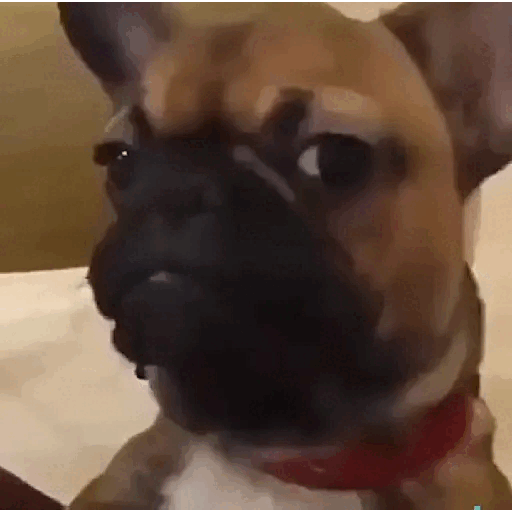 Animated Confused French Bulldog GIF Sticker