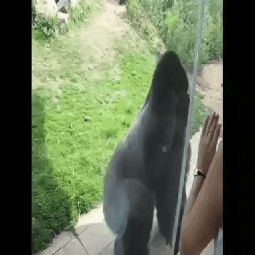 Animated Gorilla Glass Encounter GIF Sticker
