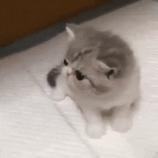 Animated Cute Playful Kitten GIF Sticker