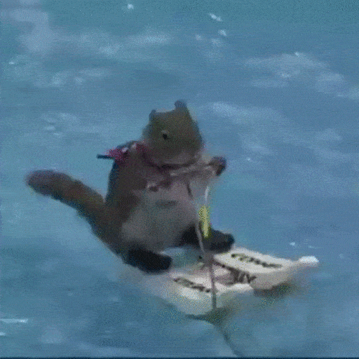 Animated Squirrel Water Skiing GIF Sticker