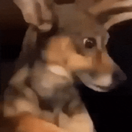 Animated Surprised Dog Reaction_2 GIF Sticker