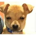 Squinting Puppy Face Sticker