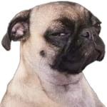Skeptical Pug Face Sticker