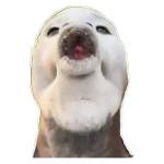 Funny Seal Expression Sticker