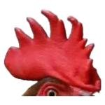 Rooster Comb Close-Up Sticker