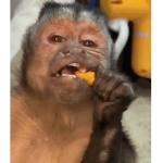 Monkey Enjoying Snack