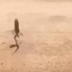 Dancing Lizard