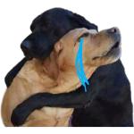 Comforting Dog Hug PNG Sticker