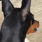 Curious Doberman
