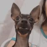 Funny Dog Expression