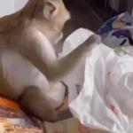 Monkey Unwrapping Surprise