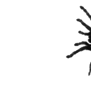 Creepy Spider Silhouette