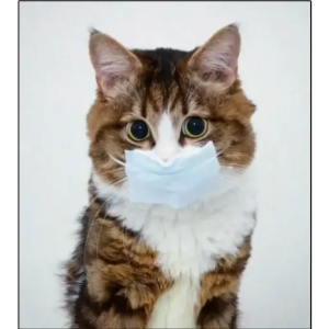 Cat with Face Mask