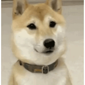 Smiling Shiba Inu_1