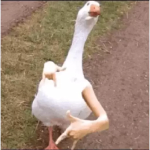 Goose with Human Hands