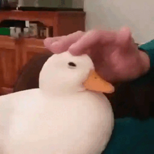Relaxed Duck Being Petted