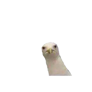Curious Seagull Peek