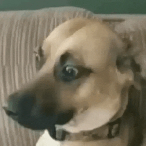 Surprised Dog Reaction