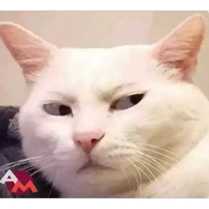 Judgmental White Cat