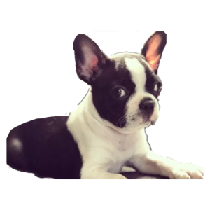 Cute French Bulldog Puppy