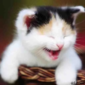 Laughing Kitten