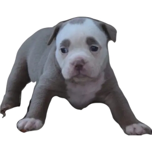 Adorable Puppy Pose