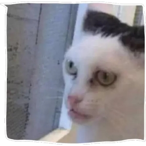 Confused Cat Meme_1