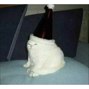 Grumpy Cat in Party Hat