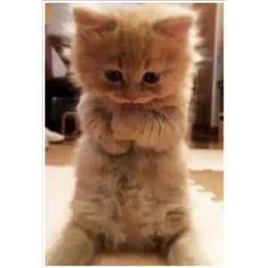 Adorable Fluffy Kitten