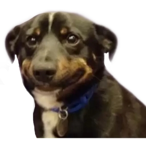 Awkward Smiling Dog