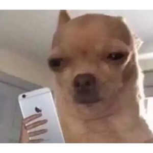 Skeptical Dog with Phone