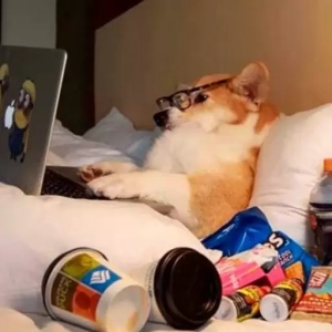 Corgi Working from Bed