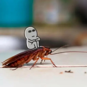Contemplative Cockroach