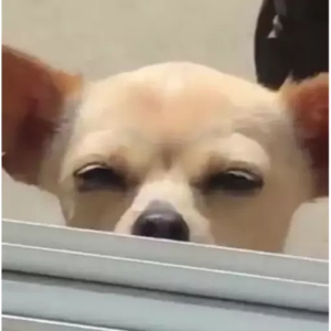 Sneaky Chihuahua Peek