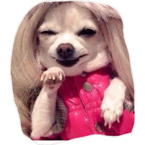 Sassy Chihuahua with Wig