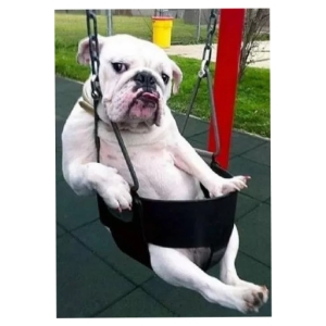 Bulldog in a Swing PNG Sticker