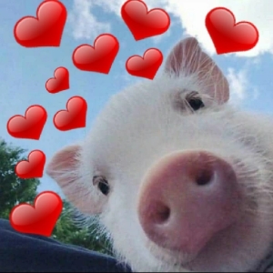Adorable Pig with Hearts