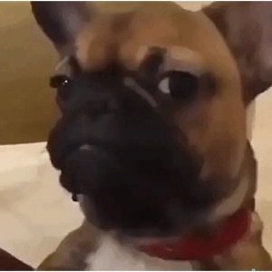 Animated Confused French Bulldog GIF Sticker