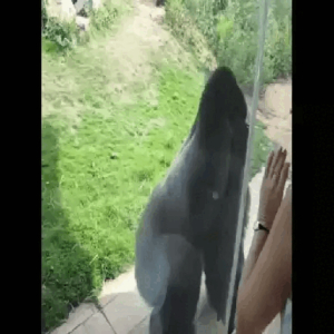 Gorilla Glass Encounter