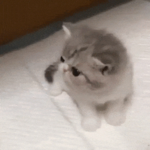 Cute Playful Kitten