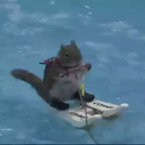 Squirrel Water Skiing