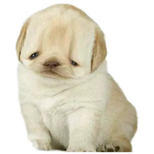 Sad Puppy Meme